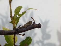 gray grille insect on branch