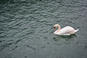swan swims in a lake
