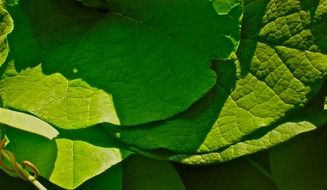 large green leaves in the glare of light and shadow