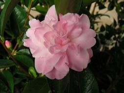 camelia pink flower