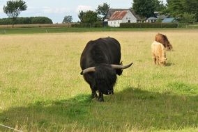 nature farm bull