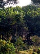 tropical thickets in the forest