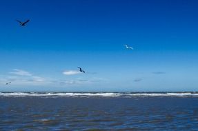 free seagulls over the sea