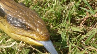 lizard on green grass close-up