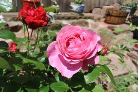 Bush rose two flowers