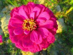 bright pink chrysanthemum in the garden