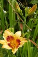 daylily lily flower