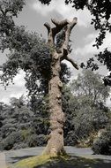 tree nature landscape scene drama