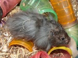 black hamster in a cage