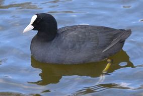 gray waterfowl on the pond