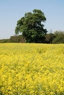 oilseed rape countryside
