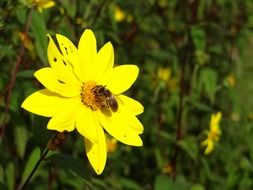 bee in the yellow flower