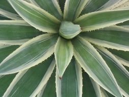 spiky leaves of a green plant in the desert