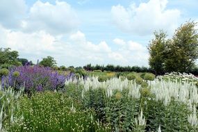 white and purple wild flowers