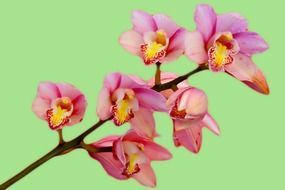 clipart of extraordinary beautiful orchid flowers