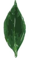 leaf plant foliage cartoon floral