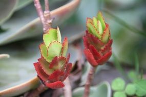 succulents with red and green leaves close up