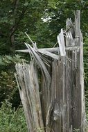 weathered tree trunk