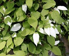 bush with green and white leaves