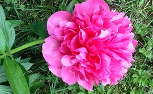 unusually beautiful peony