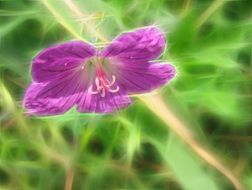 wallpaper with pink wild flower
