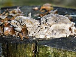 mushrooms and moss on a tree stump