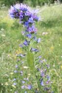 blueweed echium