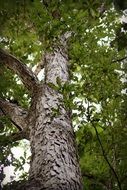 wonderful tree leaves