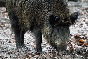 wild boar looking for food