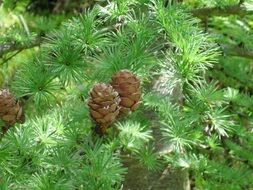 pine cones on a green branch of a conifer