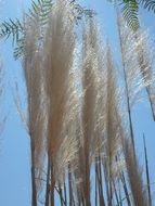 fluffy silver grass