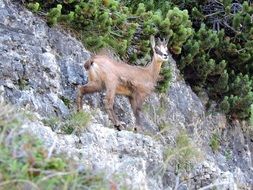 chamois mountain goat