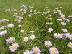 elegant flowers field