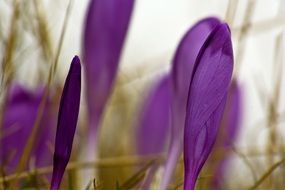 purple crocus petals