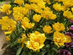 yellow and maroon tulips on a bed