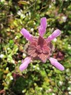 flowering lamium purpureum plant