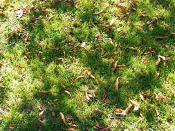 unusually beautiful autumn fall