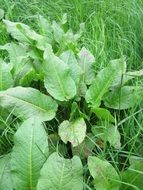 rumex obtusifolius broad