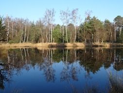 mirroring forest lake