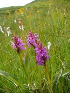kuckucksblume group this mountain orchid