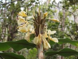 hawaii blossom