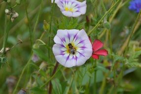 insect on vetch flower