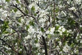 Natural blooming garden