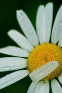 leucanthemum vulgare, white daisy close up