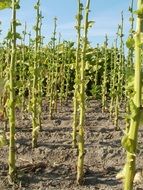 plantations of green tobacco close-up