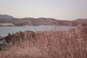 dry plants on the shore of a mountain lake