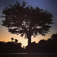 sunset wood