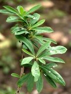 plant leaves in raindrops close-up on blurred background