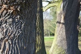 oak tree bark sunny close scene