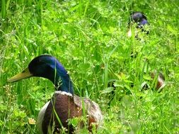 duck in the water